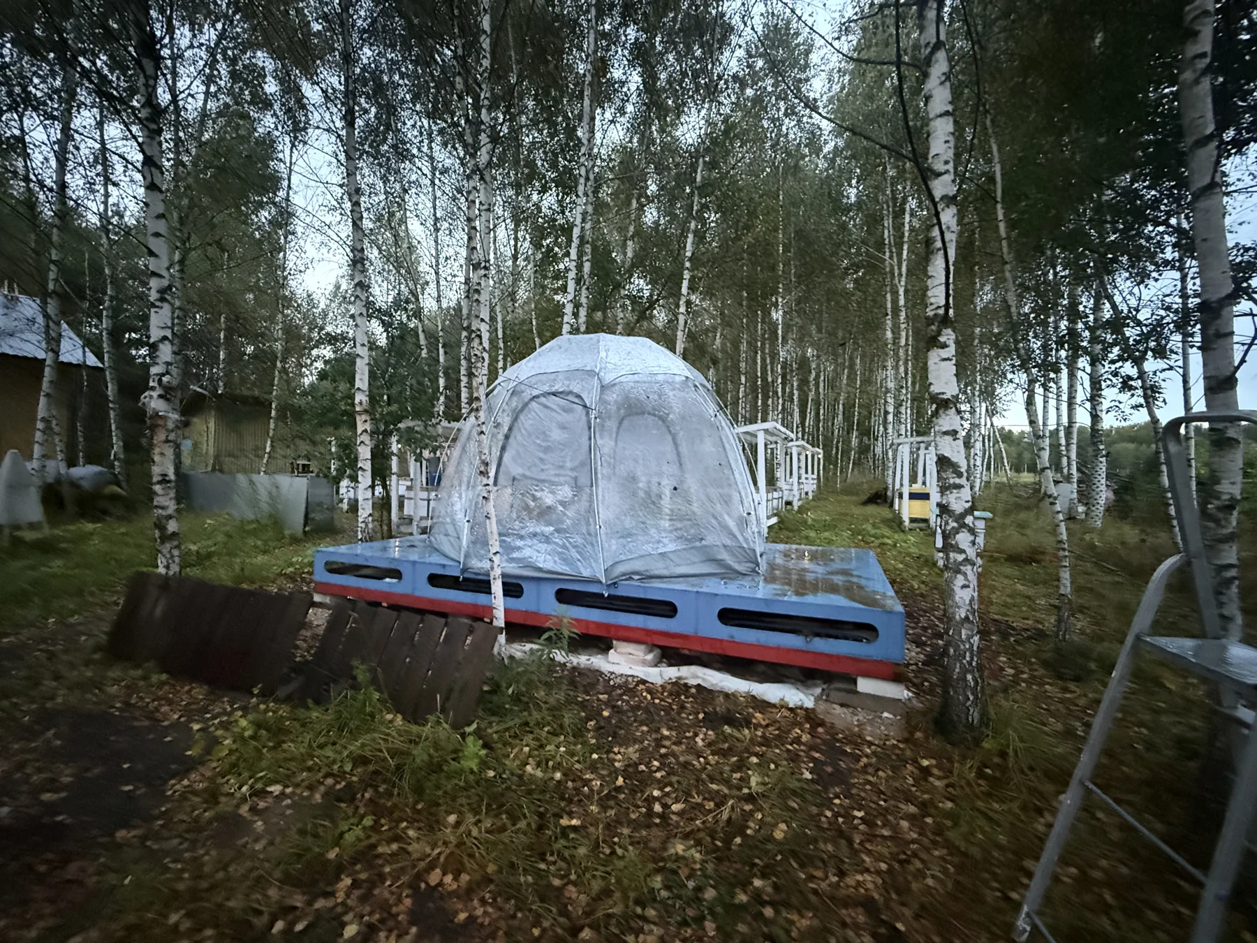 Прозрачный купол на деревянном настиле среди берёз