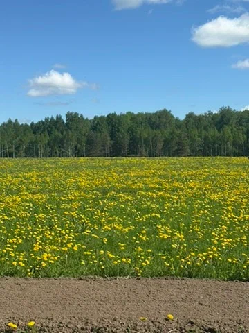 Весеннее поле медоносов Куриямы