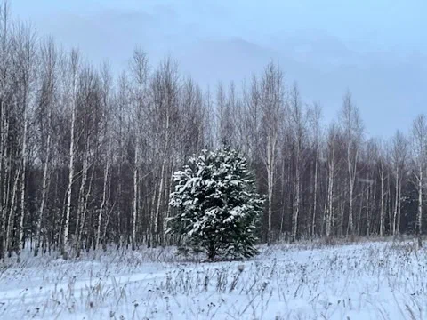 Первый снег в лесу Куриямы