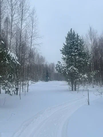Снежная дорога к одинокой сосне в Курияме