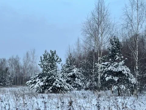 Покрытый инеем зимний лес Куриямы